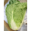 New Fresh Competitive Cabbage (1.5kg)